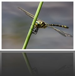 Libellules