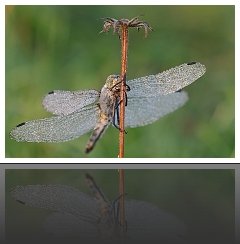 Sympetrum & Ros&eacute;e