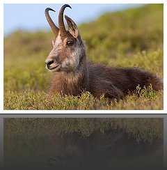 Chamois