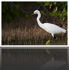 Aigrette Neigeuse