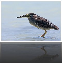 H&eacute;ron Stri&eacute;