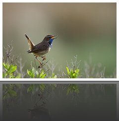 Autres Passereaux