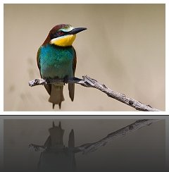 Coraciiformes