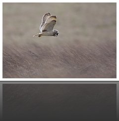 Rapaces