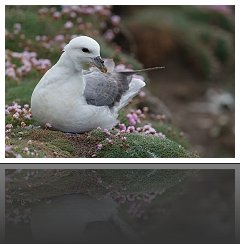 Fulmar Boréal