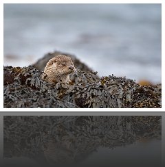 Loutre d'Europe