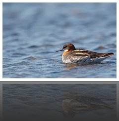 Phalarope à Bec Etroit