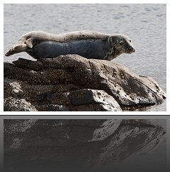 Phoque Gris