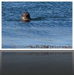 Phoque Veau-Marin